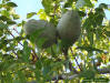 Mahogany seed pods